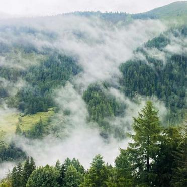 Nebelfetzen liegen in einem Wald