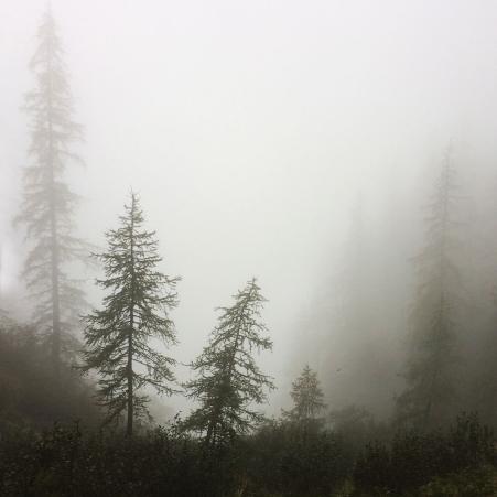 Einzelne Tannen stehen im Nebel